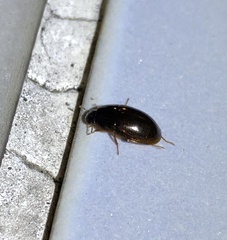 Peltochares atropiceus