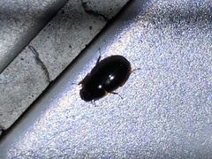Peltochares atropiceus