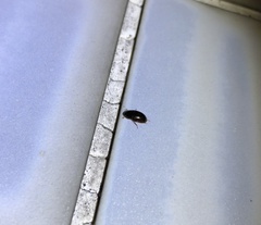 Peltochares atropiceus