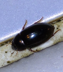 Sternolophus rufipes