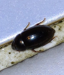 Sternolophus rufipes