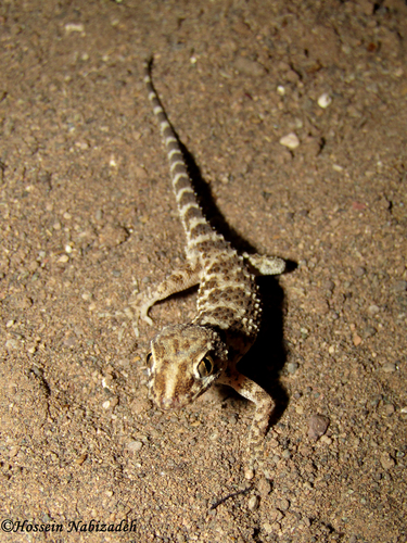 Southern Tuberculated Gecko