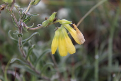 Onosma cinerea