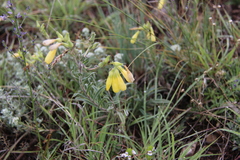 Onosma cinerea
