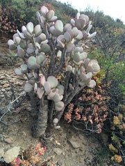 Crassula arborescens arborescens