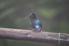 Boissonneaua jardini