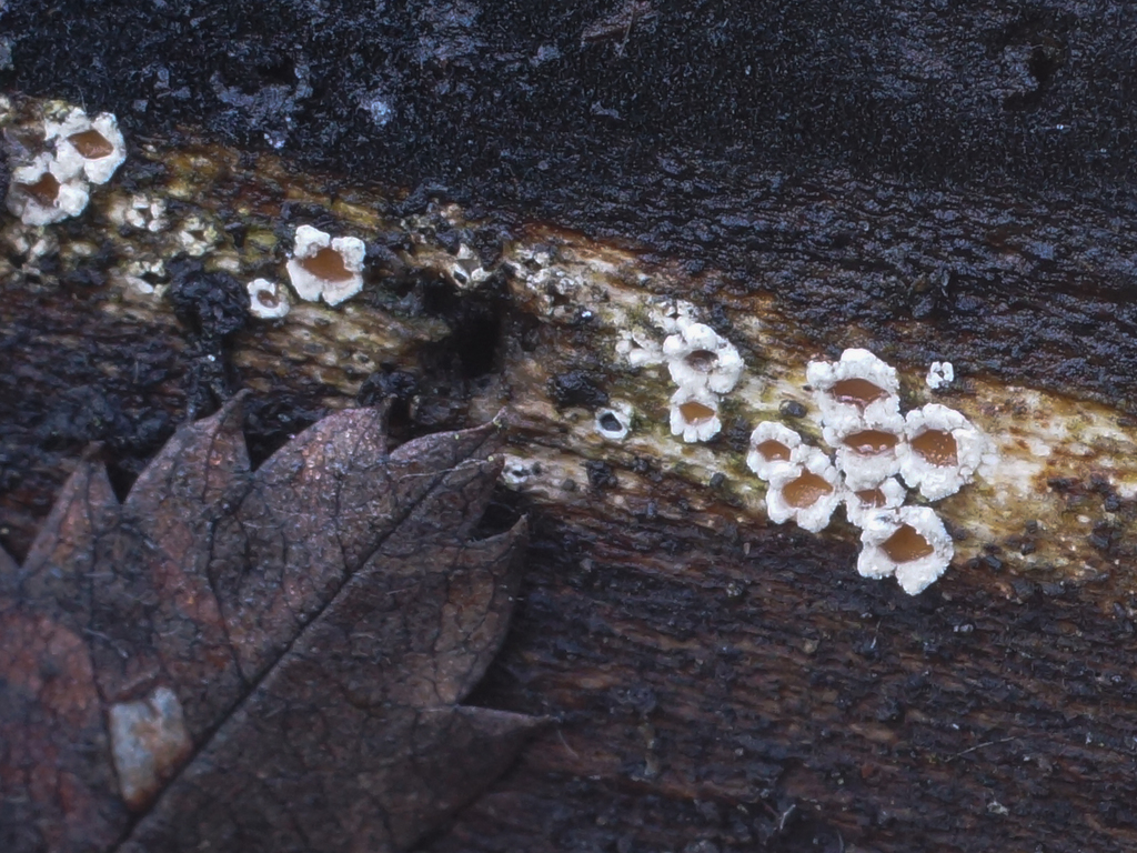 Stictis stellata