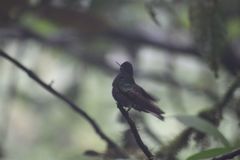 Boissonneaua jardini