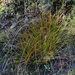 Carex devia - Photo (c) philipsmith, algunos derechos reservados (CC BY-NC), subido por philipsmith