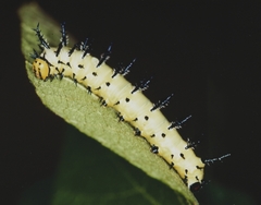 Lophostethus dumolinii