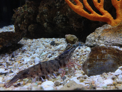 Penaeus aztecus