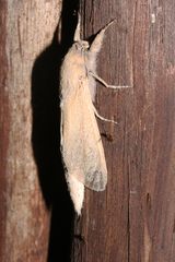 Phragmataecia irrorata