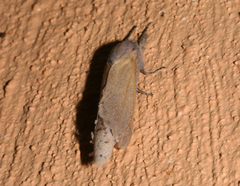 Phragmataecia irrorata