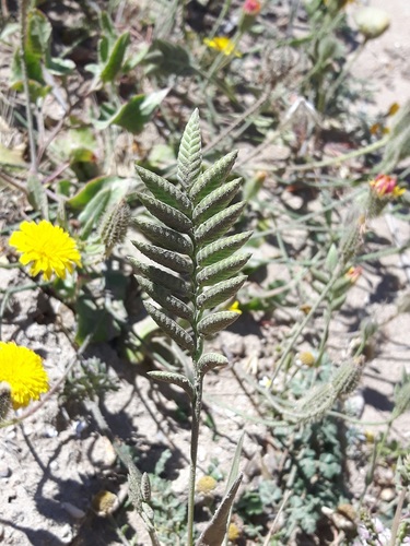 Desmazeria sicula