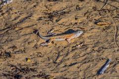 Chalarodon madagascariensis