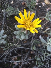 Berkheya cuneata