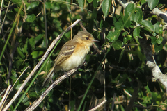 Polystictus pectoralis