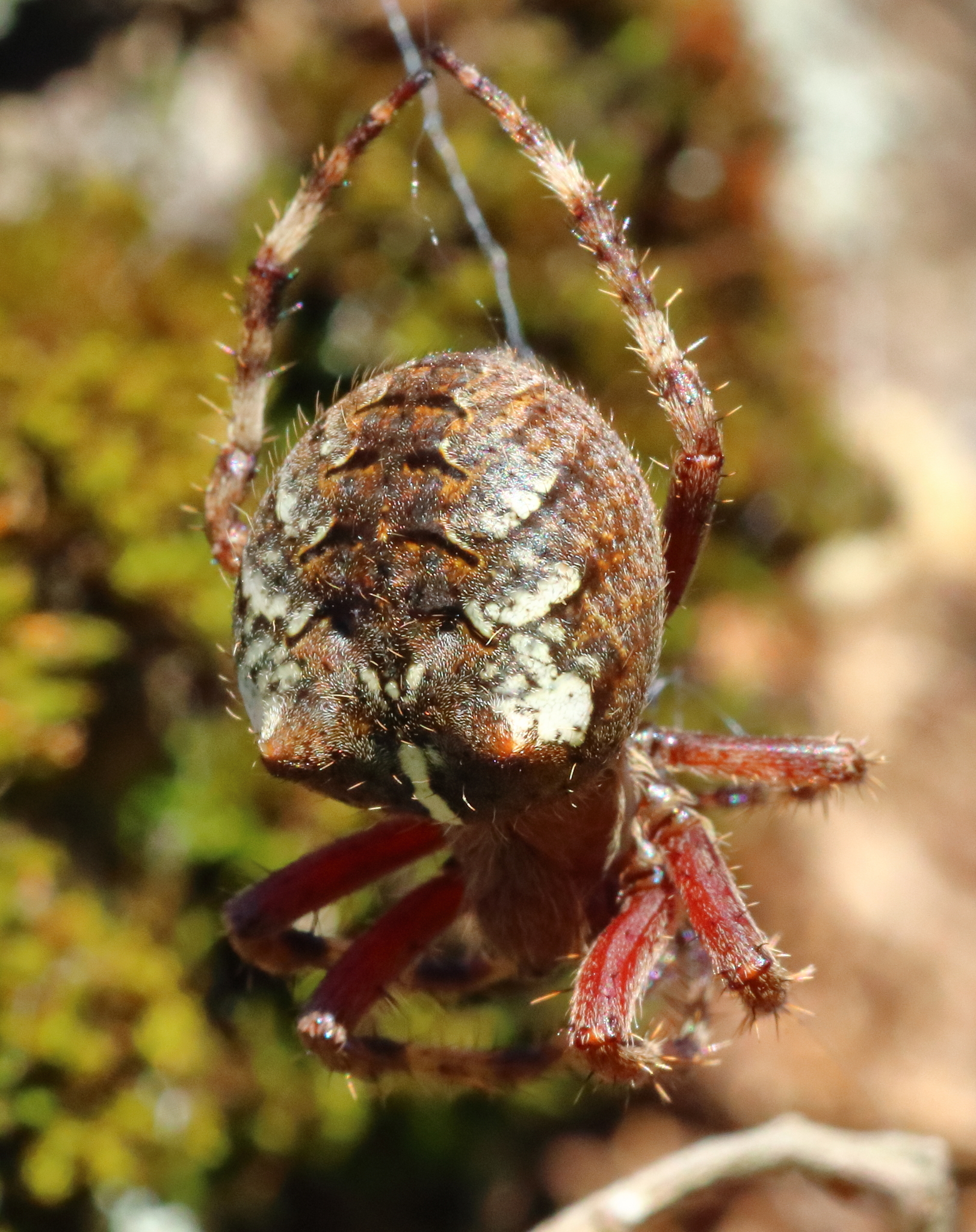 Fierce Orbweaver (Araneus saevus) · iNaturalist