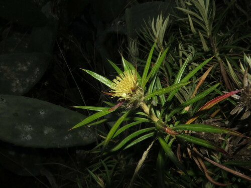 Carlina salicifolia