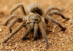 Harpactirella overdijki