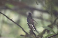 Boissonneaua jardini