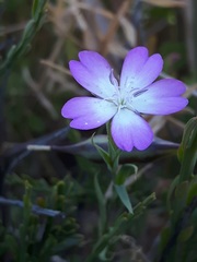 Eudianthe coeli-rosa