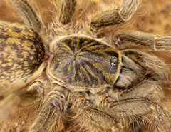 Harpactirella overdijki