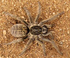 Harpactirella overdijki