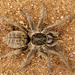 Overdijk's Lesser Baboon Spider - Photo (c) Wynand Uys, some rights reserved (CC BY), uploaded by Wynand Uys