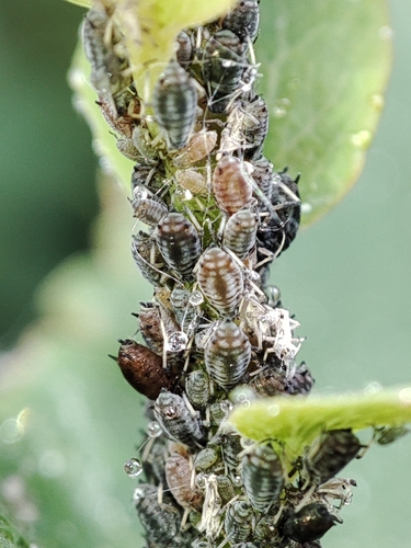 Aphis spiraephaga