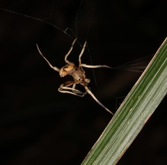 Cyphalonotus