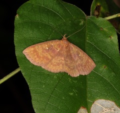 Sarobides inconclusa