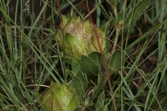 Barleria macrostegia
