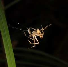 Cyphalonotus