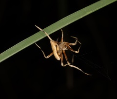 Cyphalonotus