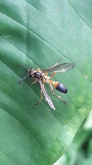 Mischocyttarus cerberus