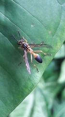 Mischocyttarus cerberus