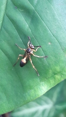 Mischocyttarus cerberus