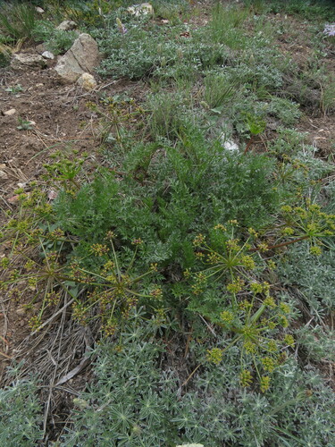 Image of Tauschia parishii by no rights reserved