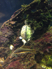 Graptemys pearlensis