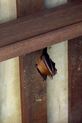 Cynopterus brachyotis