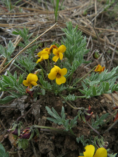 Image of Viola douglasii by no rights reserved