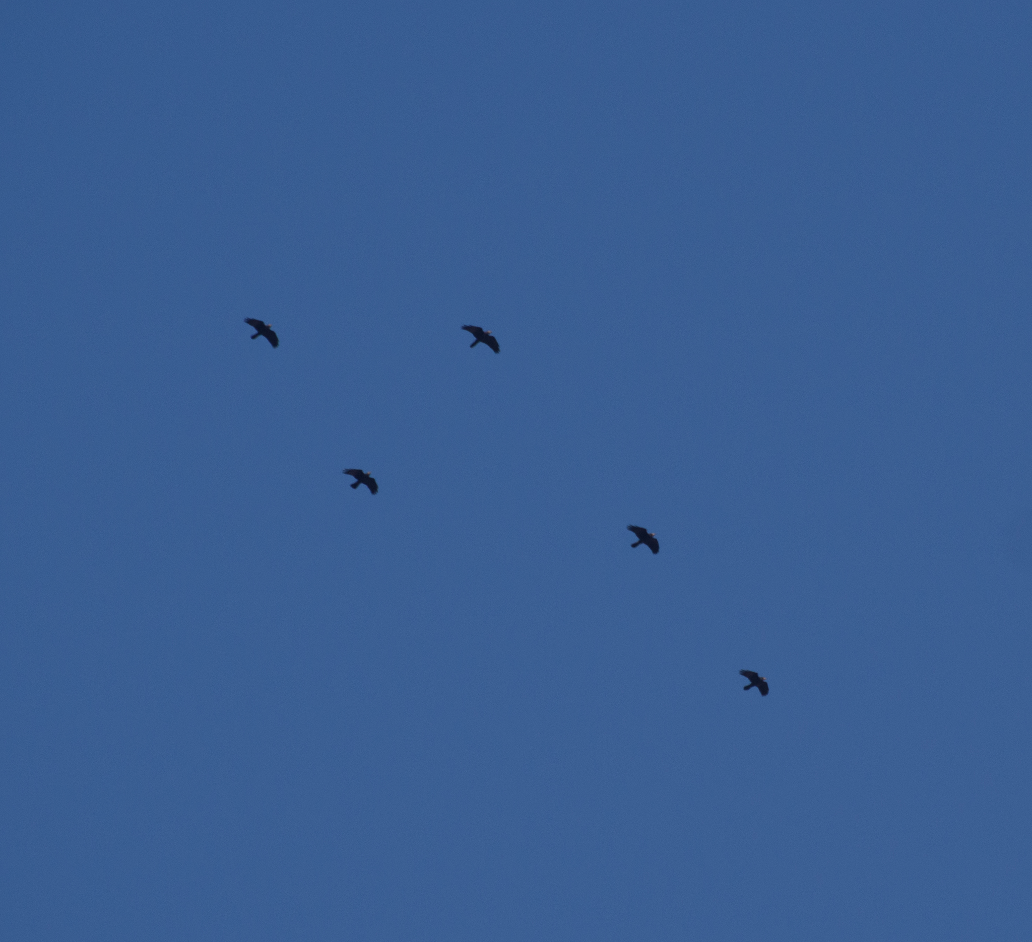 Rook