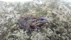 Leptodactylus fuscus