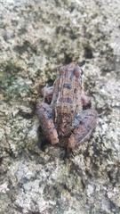 Leptodactylus fuscus