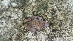 Leptodactylus fuscus