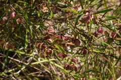 Dodonaea viscosa angustissima