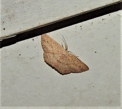 Cyclophora turneri