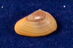Donax texasianus