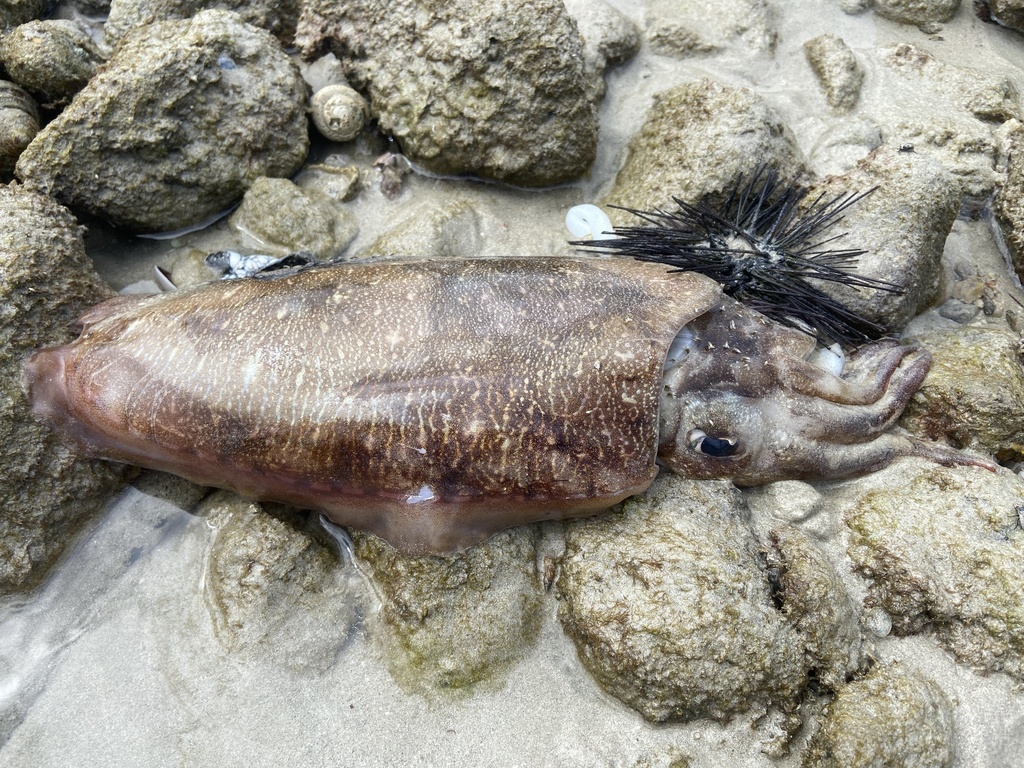 Pharaoh Cuttlefish